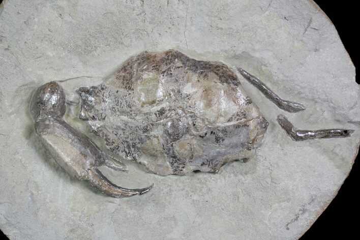 D Fossil Crab (Portunites) Washington - Washington State #92936
